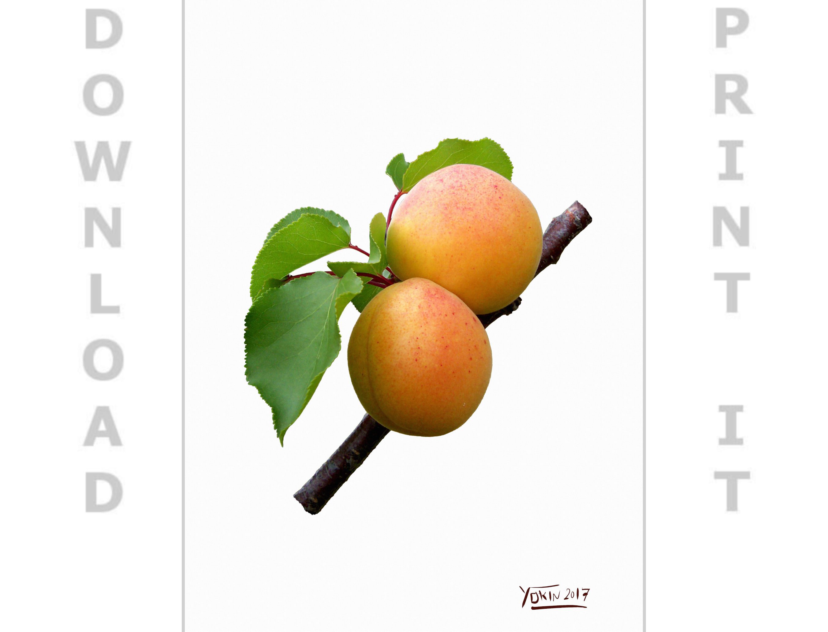 APRICOT - Wall-Art-Decor by Yokin.