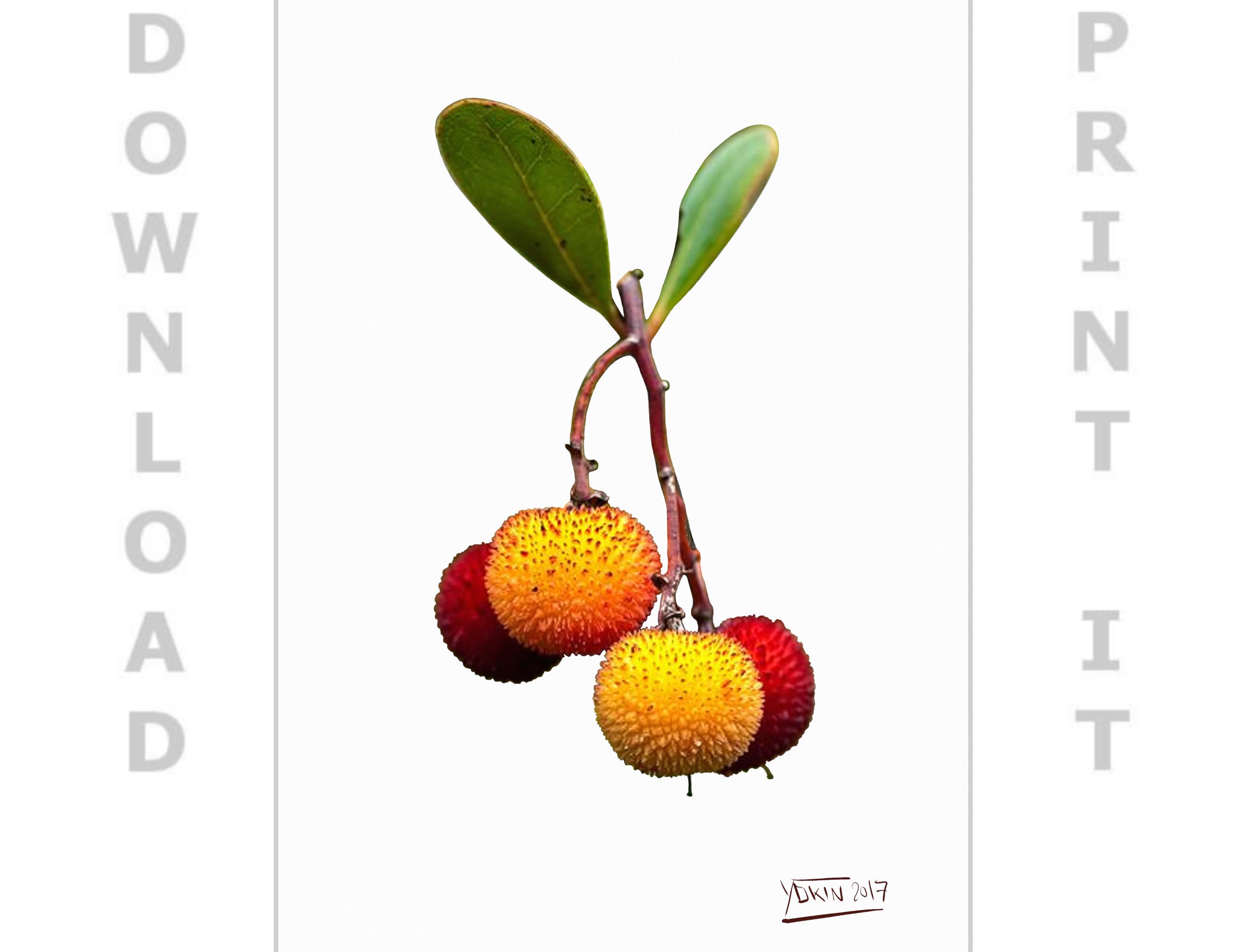 ARBUTUS UNEDO - Wall-Art-Decor by Yokin.
