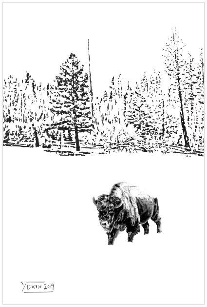LONELY BISON - Illustration by Yokin.